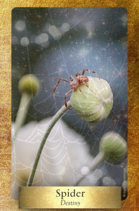 The next time you see a spider web remember the message of Spider Woman and her loom. Dewdrops on the web are reminders of the many choices you will make along this life, this strand of your journey. There are no wrong choices!