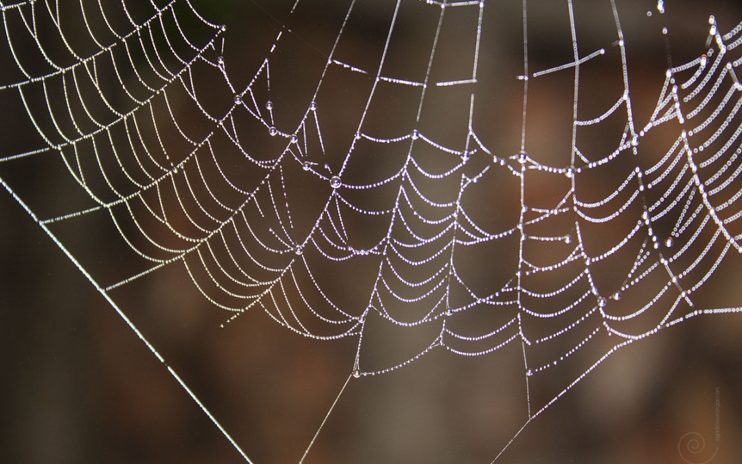 Spider Web Silk: Goats and Bandages